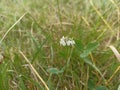 Trifolium repens, theÂ white clover (also known asÂ Dutch clover,Â Ladino clover, orÂ Ladino)